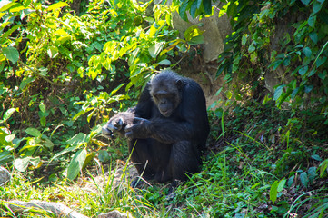 View of chimpanzee