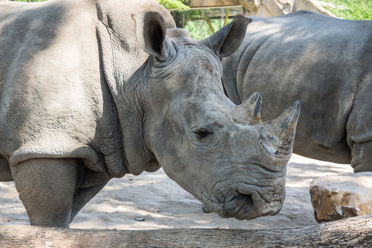 View of rhinoceros