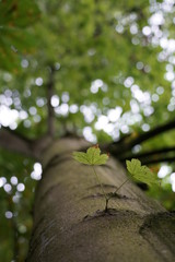 Close up with a tree