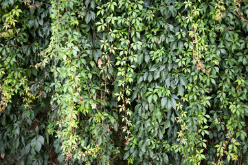 Flora deciduous forests