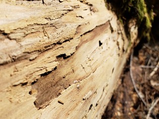 Closeup texture of bark and wood on a large tree in the forest 