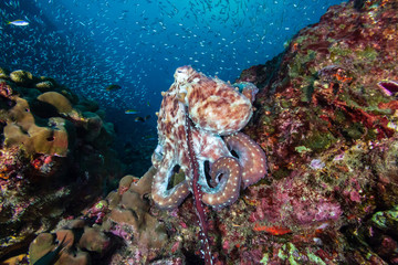 A pair of mating Octopus on a beautiful, colorful tropical coral reef at dusk