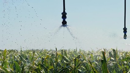 Automated irrigation system on the field close-up. Irrigation system in operation in the fields over corn. Water irrigation - Powered by Adobe