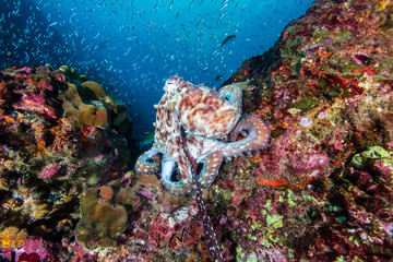 Naklejka na ściany i meble A pair of mating Octopus on a beautiful, colorful tropical coral reef at dusk