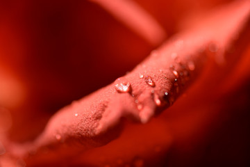 Rain drops at beautiful red rose, close up