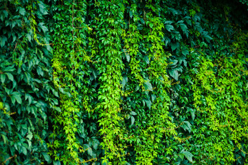 Flora deciduous forests