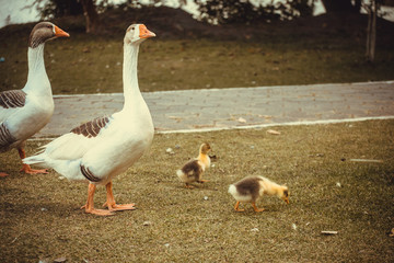 Ganso  Parque Centenário 