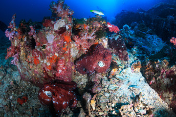 Fototapeta na wymiar A pair of mating Octopus on a deep, dark, tropical coral reef