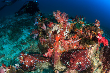 Fototapeta na wymiar SCUBA divers watching a pair of Octopus mate on a dark, tropical coral reef