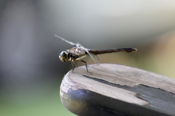 Dragonfly perched on aged wooden chair arm