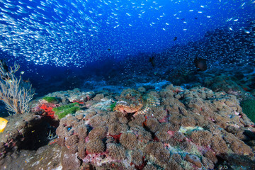 A well hidden Scorpionfish lying in wait for prey on a dark, tropical coral reef
