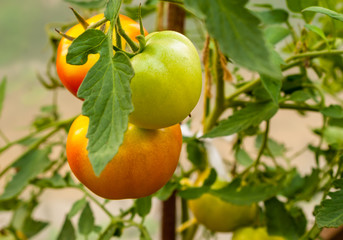 Three red-green tomatoes on a branch in a greenhouse close-up Colorful bright image