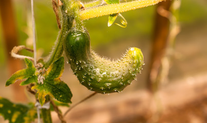 Green growing cucumber on a branch in a greenhouse close-up Colorful bright image