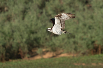 Osprey in flight.