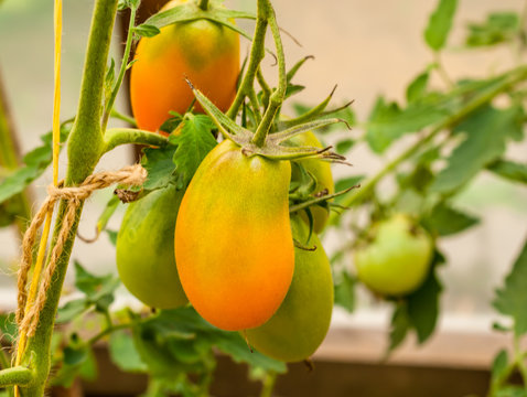 Red green tomatoes on a branch in a greenhouse close-up. Colorful bright image