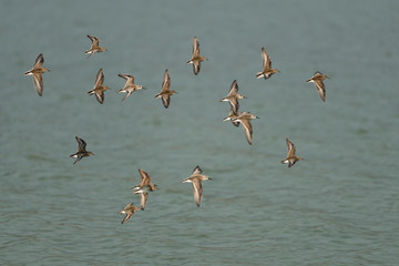 Western Sandpipers flying over the lake.