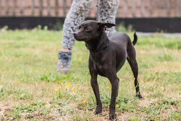 Portrait of pincher dog living in belgium