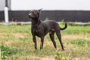 Portrait of pincher dog living in belgium