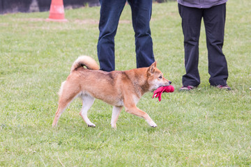 Portrait of shiba inu living in belgium