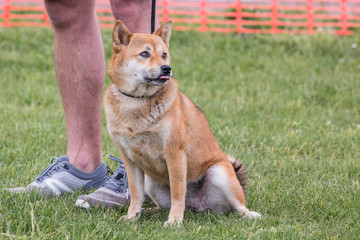 Portrait of shiba inu living in belgium
