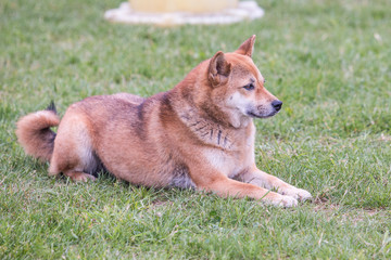 Portrait of shiba inu living in belgium