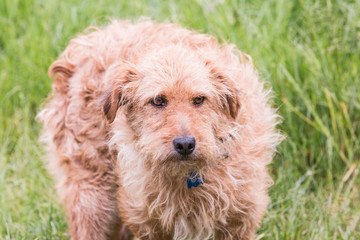 portrait of griffon dog living in belgium