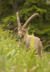 Alpine ibex with long horns, view from close-up