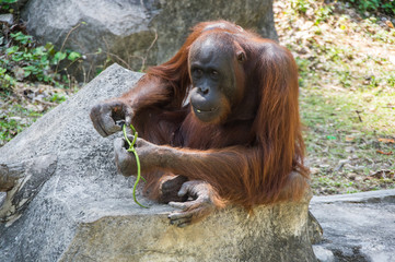 View of orangutan