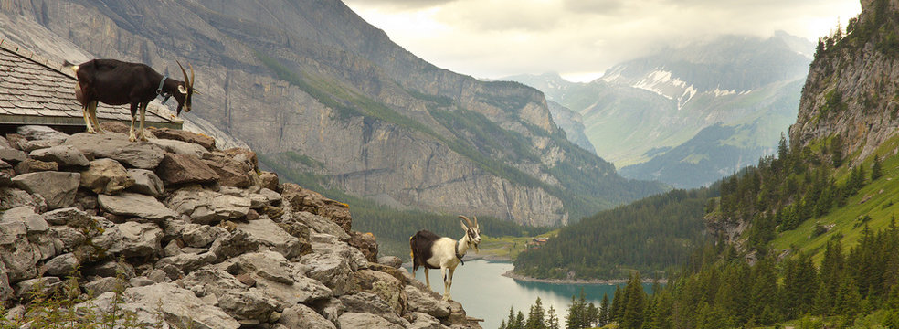 Two goats standing on the stony pile with a lake of Oeschinensee on background, Swiss Alps