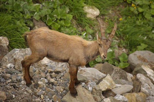 Young alpine ibex, view from close-up