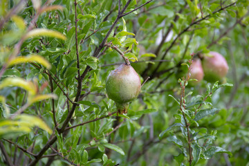 Pomegranate