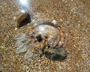Dead jellyfish in shallow water. Jellyfish Rhizostoma root rope, thrown to the shore of the sea. Dead jellyfish