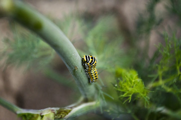 Macro shot of a black-yellow caterpillar on a steam(climbing).