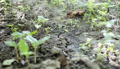 Obraz premium garden with cracks. ants