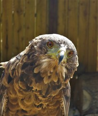 Golden Eagle, United Kingdom