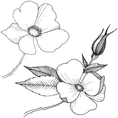 Wild rose in a vector style isolated. Full name of the plant: rose. Vector flower for background, texture, wrapper pattern, frame or border.