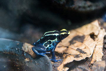 Grenouille bleue jaune
