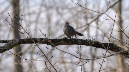 A small grey bird sits on a bare branch in a wintertime forest.