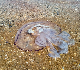 Dead jellyfish in shallow water. Jellyfish Rhizostoma root rope, thrown to the shore of the sea. Dead jellyfish