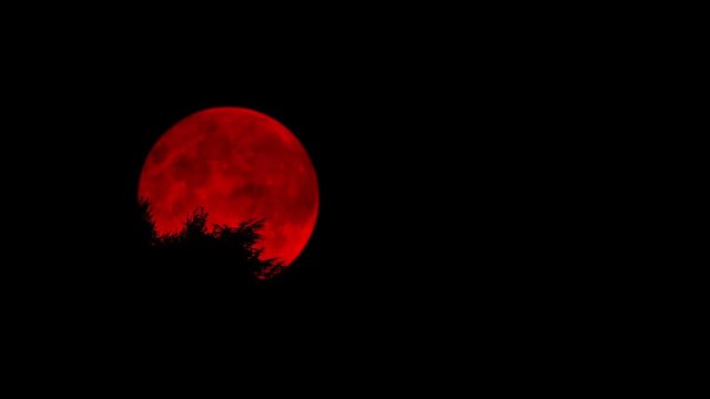 Blood Red Moon Above Trees