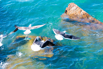 Gaviotas en vuelo sobre el mar