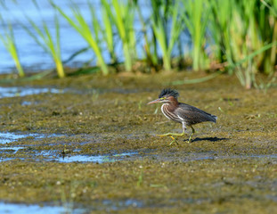 Green Heron Walking