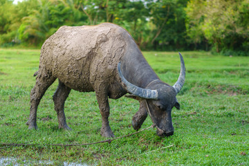 Obraz premium Wildlife Buffalo muddy body