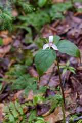 Painted Trillium (Trillium undulatum)