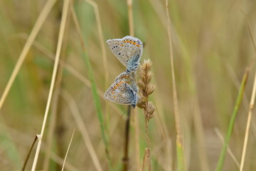 Common Blue Butterfly, U.K.
Group of Summer insects.