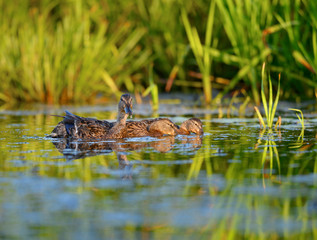 Female Mallard and Two Juvenile Ducks Foraging