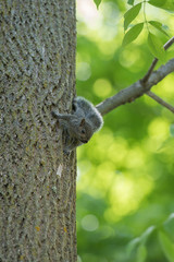 Baby Squirrel