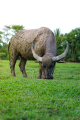 Obraz premium Wildlife Buffalo muddy body