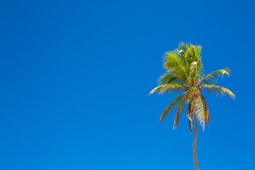 Palm tree and clear blue sky with space for text