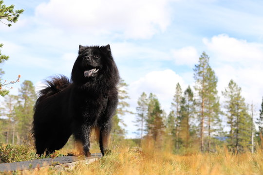 Beautiful eurasier dog